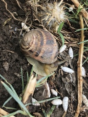 Helix albescens