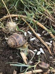 Helix albescens