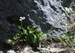 Valeriana saxatilis