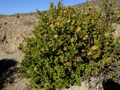 Berkheya spinosa