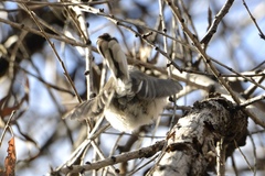 Polioptila nigriceps