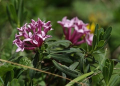 Daphne striata