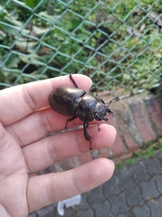 Lucanus cervus