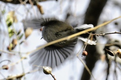 Polioptila nigriceps