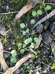 Centella cordifolia