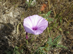Convolvulus althaeoides althaeoides