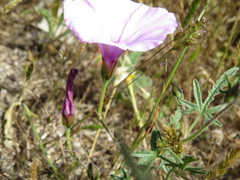 Convolvulus althaeoides althaeoides