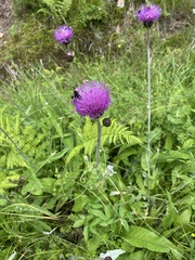 Cirsium heterophyllum