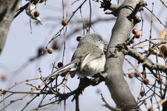 Polioptila nigriceps