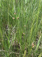 Bolboschoenus planiculmis