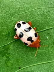 Podontia affinis