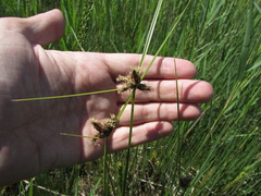 Bolboschoenus planiculmis