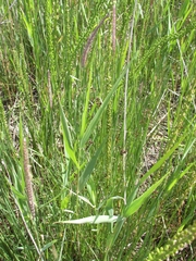 Hordeum brevisubulatum
