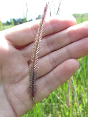 Hordeum brevisubulatum