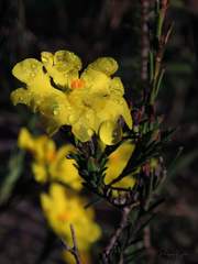 Hibbertia cistiflora