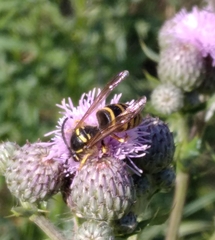 Dolichovespula saxonica