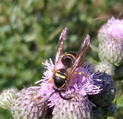 Dolichovespula saxonica