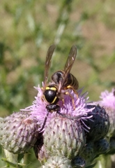 Dolichovespula saxonica