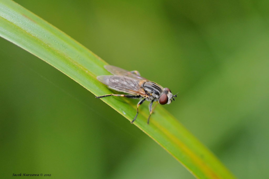 Lejops vittatus