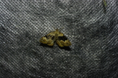 Xanthorhoe quadrifasiata