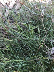 Platysace heterophylla