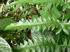 Blotiella currorii