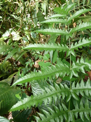 Blotiella currorii
