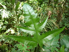 Blotiella currorii