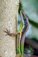 Anolis hendersoni