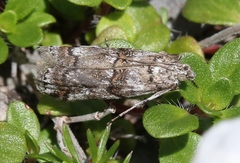 Pempelia palumbella