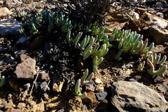 Cephalophyllum curtophyllum
