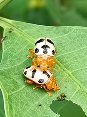 Podontia affinis