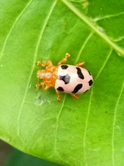 Podontia affinis