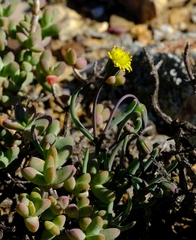 Crassothonna protecta