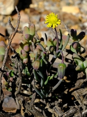 Crassothonna protecta