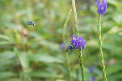 Thyreus himalayensis