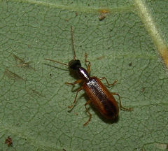 Leptotrachelus dorsalis