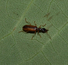 Leptotrachelus dorsalis