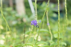 Thyreus himalayensis