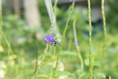 Thyreus himalayensis