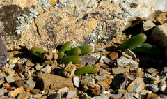 Bulbine succulenta
