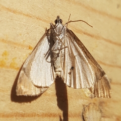 Aplocera praeformata