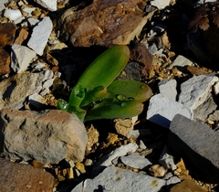 Bulbine succulenta