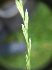 Lolium perenne
