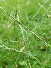Lolium perenne