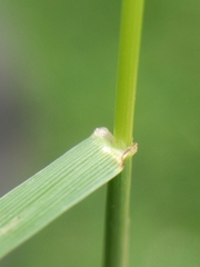 Lolium perenne