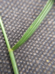 Lolium perenne