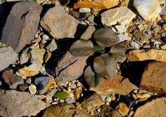 Pelargonium nervifolium