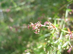 Galium divaricatum