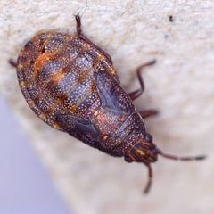 Orsillus depressus